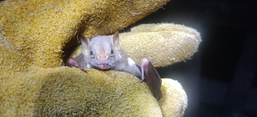 Little White-shouldered Bat