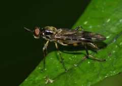 Benhamyia hoheria