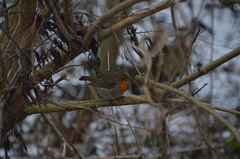 Erithacus rubecula