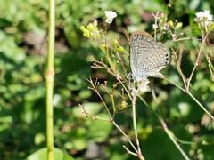 Hemiargus ramon