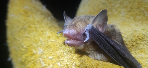 Thomas's Yellow Bat
