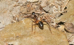 Camponotus confusus