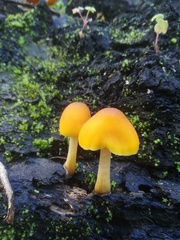 Fungi