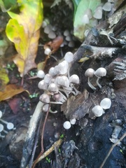 Fungi