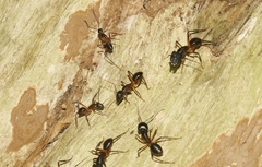 Camponotus confusus