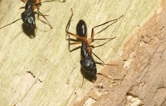 Camponotus confusus