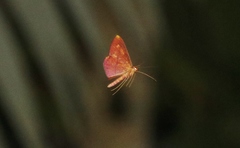 Eumelea rosalia