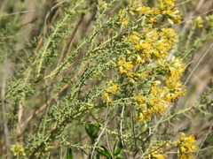 Xylothamia diffusa