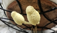 Leucocoprinus birnbaumii image