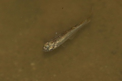 Pseudomugil signifer
