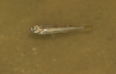 Pseudomugil signifer