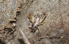 Lepidogryllus comparatus