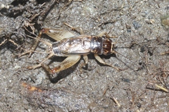 Lepidogryllus comparatus