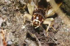 Lepidogryllus comparatus