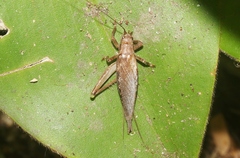 Tamborina