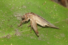 Tamborina