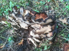 Fungi