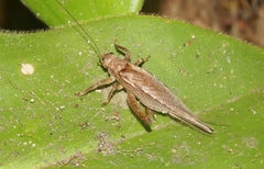 Tamborina