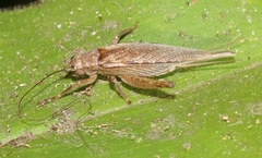 Tamborina