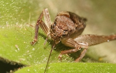 Tamborina