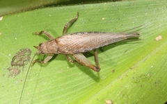 Tamborina