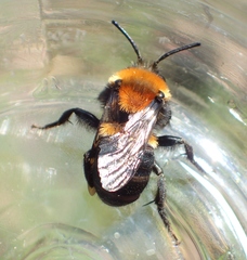 Melecta