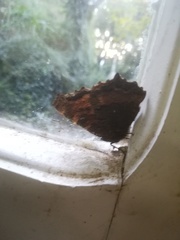 Nymphalis polychloros