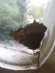 Nymphalis polychloros