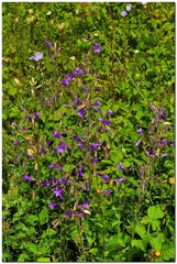Campanula sibirica taurica