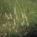 Koeleria macrantha macrantha - Photo (c) Dr Mary Gillham Archive Project, algunos derechos reservados (CC BY)