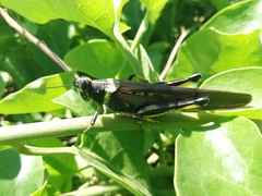 Schistocerca melanocera
