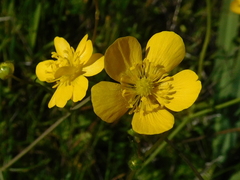 Ranunculus canus