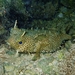 Bridled Burrfish - Photo (c) Kent Miller, some rights reserved (CC BY-ND), uploaded by Kent Miller
