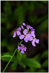 Hesperis pycnotricha