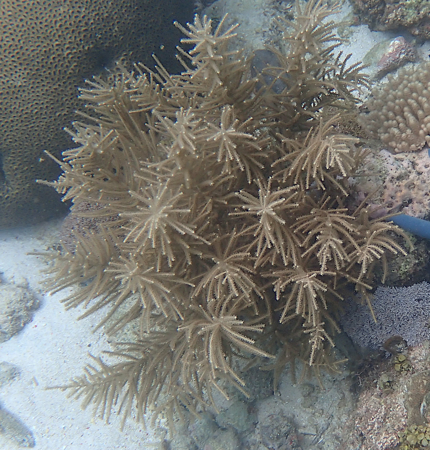 Pinnigorgia flava (Nutting, 1910)