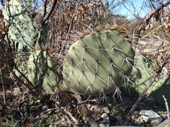 Opuntia rastrera