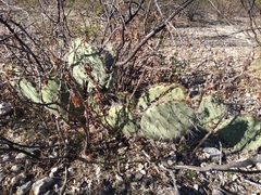 Opuntia rastrera