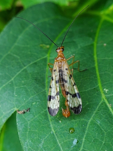 Panorpa neglecta