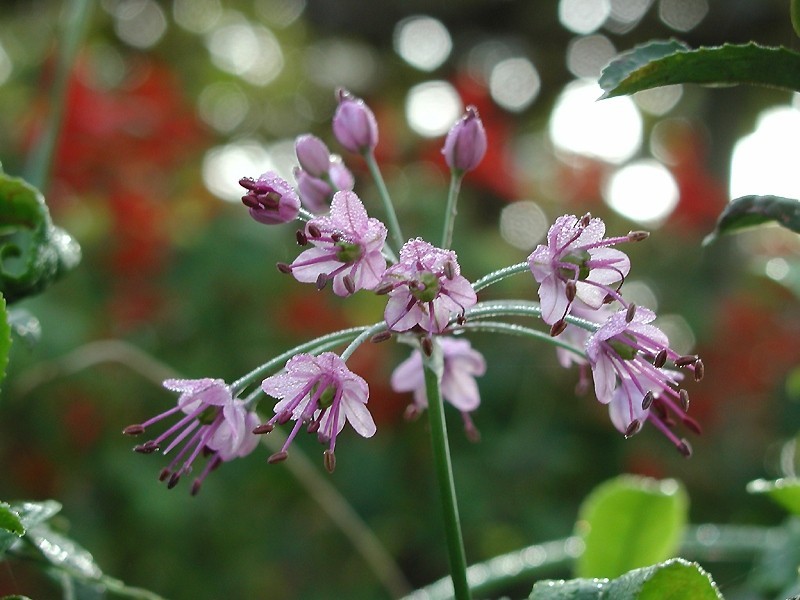 Allium chinense