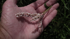 Persicaria madagascariensis