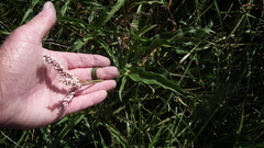 Persicaria madagascariensis