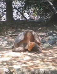 Chelonoidis niger hoodensis