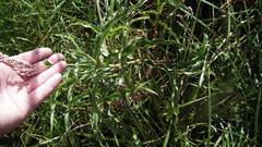 Persicaria madagascariensis