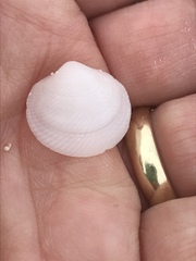 Divalinga quadrisulcata