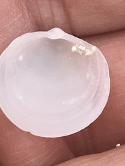 Divalinga quadrisulcata