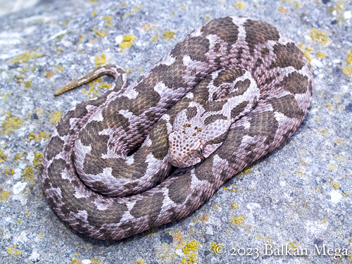 Ottoman Viper