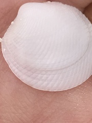 Divalinga quadrisulcata