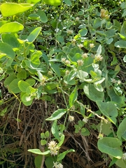 Alternanthera echinocephala
