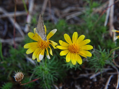 Thymophylla tenuiloba observed 2016-02-13