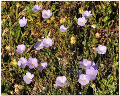 Linum lanuginosum